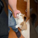 「パリパリすな」って言うからめっちゃパリパリすんねん(YouTube)