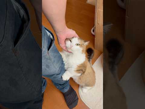 「パリパリすな」って言うからめっちゃパリパリすんねん(YouTube)