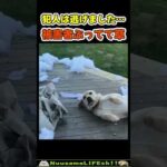 被害者ぶって誤魔化す犬😂【破壊犬】 #犬(YouTube)