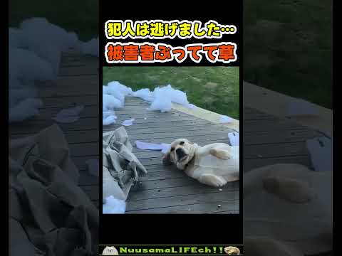 被害者ぶって誤魔化す犬😂【破壊犬】 #犬(YouTube)