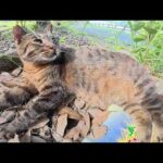 寝起きにお友達が居なくて、寂しそうな顔をするキジトラ猫(YouTube)