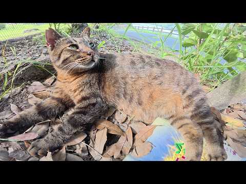 寝起きにお友達が居なくて、寂しそうな顔をするキジトラ猫(YouTube)