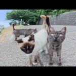 猫達と海辺のテーブルへ出掛けようとしたら、喧嘩が勃発した(YouTube)