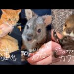 カワウソ、ワラビー、猫の爪の切り方の違い解説講座！Otter, wallaby, and cat nail clippings explained(YouTube)