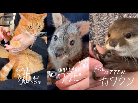 カワウソ、ワラビー、猫の爪の切り方の違い解説講座！Otter, wallaby, and cat nail clippings explained(YouTube)