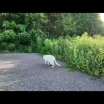 感動猫動画 のライブ配信(YouTube)