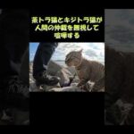 茶トラ猫とキジトラ猫が人間の仲裁を無視して喧嘩する #猫 #ねこ #cat(YouTube)