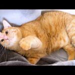 優しい兄猫は体が大きくなっても飼い主のそばでは子猫になります(YouTube)