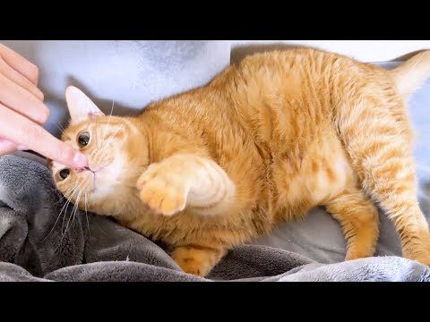 優しい兄猫は体が大きくなっても飼い主のそばでは子猫になります(YouTube)