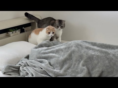 猫たちが朝5時に起こしてくるので布団に潜って無視したらこうなっちゃいましたw(YouTube)