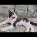 暑さで呼吸をハアハアと荒げていた猫ちゃんが日陰で一休み(YouTube)