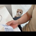 少しでもかまってもらえないとすぐ催促しに来る甘えんぼ猫が可愛すぎましたw(YouTube)