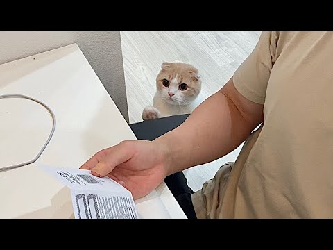 少しでもかまってもらえないとすぐ催促しに来る甘えんぼ猫が可愛すぎましたw(YouTube)