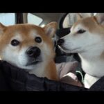 実家の柴犬を急遽、連れ出しました。(YouTube)