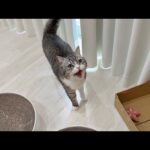 一緒にお出かけしたくて1日中鳴いておねだりしてくる猫が可愛すぎました笑(YouTube)