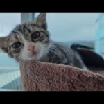 【猫ホテル】フロント奥の猫ラウンジでキャットタワーに登る子猫がかわいすぎる(YouTube)