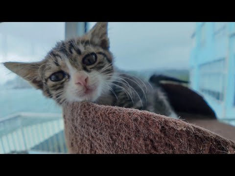【猫ホテル】フロント奥の猫ラウンジでキャットタワーに登る子猫がかわいすぎる(YouTube)
