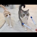 初めて猫たちの遺伝子検査をしてみたら結果がこうなりました…(YouTube)