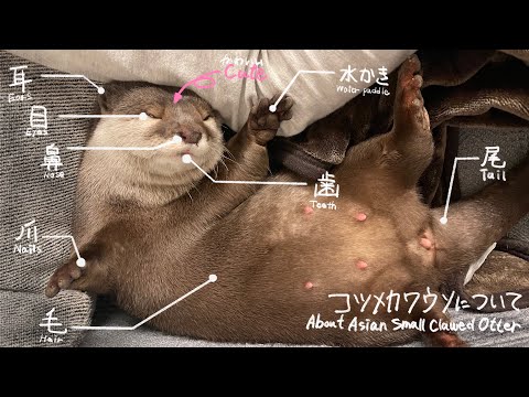 コツメカワウソ解説！コツメカワウソってこんな動物 Otter commentary! What kind of animal is the otter?(YouTube)