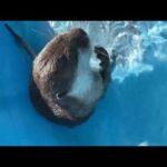 暑すぎる炎天下の中、プールに氷を持ち込んで泳ぐカワウソ！ An otter swims in the hot sun with ice in the pool!(YouTube)