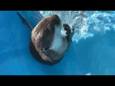 暑すぎる炎天下の中、プールに氷を持ち込んで泳ぐカワウソ！ An otter swims in the hot sun with ice in the pool!(YouTube)