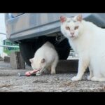 食べたいけど怖い…ちゅーるを前に葛藤する白猫が可愛すぎた件😿💗(YouTube)