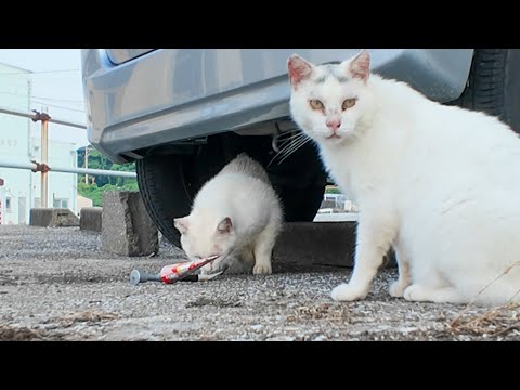 食べたいけど怖い…ちゅーるを前に葛藤する白猫が可愛すぎた件😿💗(YouTube)