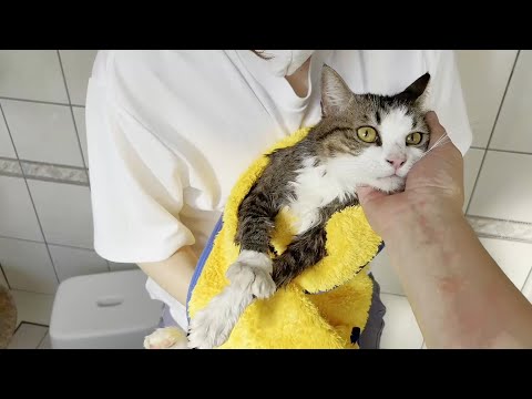 「早く出せ」と文句が止まらない猫(YouTube)