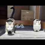 「暑い暑い、めっちゃ暑い」でサッサと退散する猫(YouTube)