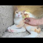穴の中で暑さをしのいでいた猫がわざわざモフられに出てきてくれた(YouTube)