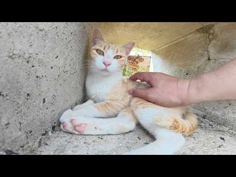 穴の中で暑さをしのいでいた猫がわざわざモフられに出てきてくれた(YouTube)
