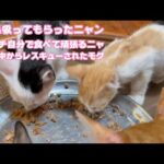 お鼻吸って貰ってスッキリ  アタチ自分で食べて頑張るニャ  泥の中からレスキューされたモグ   2025 07 11 2(YouTube)