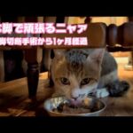 3本脚で頑張るニャァ  左前脚切断手術から1ヶ月経ちました  ノラオ   2025 07 03 1(YouTube)