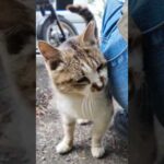 駐車場にいた猫ちゃん、すり寄ってきた(YouTube)