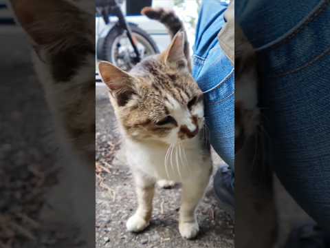 駐車場にいた猫ちゃん、すり寄ってきた(YouTube)