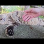モフられているとリラックスしてお腹を見せてしまう猫(YouTube)
