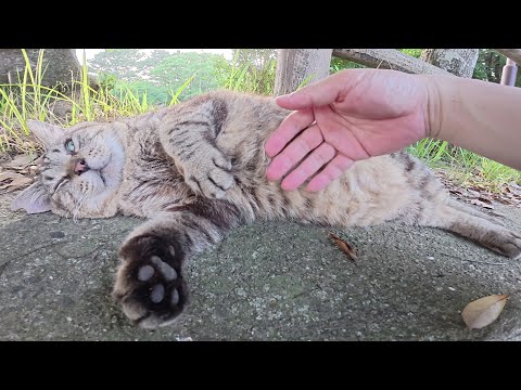 モフられているとリラックスしてお腹を見せてしまう猫(YouTube)