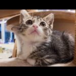 【猫ホテル】キャットタワーに必死に登る子猫が可愛すぎて悶絶した件🐾💕(YouTube)