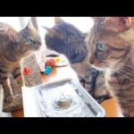 好奇心旺盛で甘えん坊な妹猫は皆が一目置く大姉ちゃん猫にもグイグイいっちゃいます(笑)(YouTube)