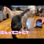 お客さんてにゃに？ とっても嬉しいモグとムックです   2025 07 19 1(YouTube)