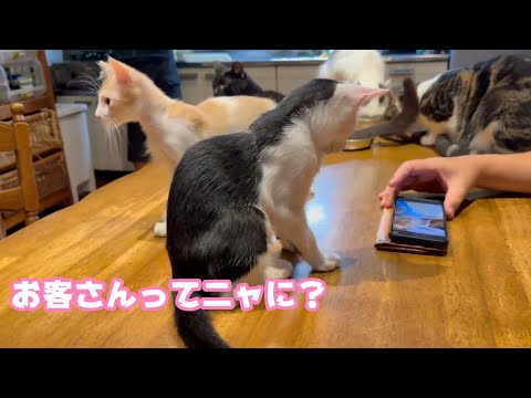 お客さんてにゃに？ とっても嬉しいモグとムックです   2025 07 19 1(YouTube)