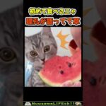 瞳孔が全て教えてくれる猫😂 【瞳孔猫】#猫 #cat(YouTube)