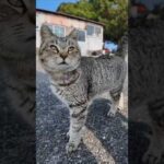 秒で懐いてくる猫、天国すぎた【猫島】(YouTube)