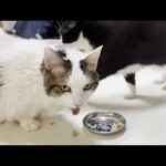 洗い立ての頭にちゅーるを付けられる猫(YouTube)