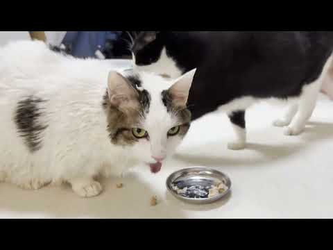 洗い立ての頭にちゅーるを付けられる猫(YouTube)