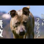 【天下無敵ピットブル】ピーちゃんイタズラ総集編(YouTube)