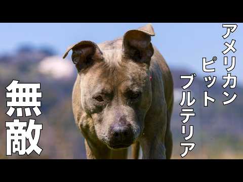 【天下無敵ピットブル】ピーちゃんイタズラ総集編(YouTube)
