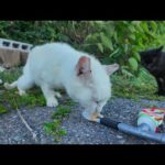 近寄ると逃げる白猫たち…ちゅーるで距離を縮めてみると(YouTube)