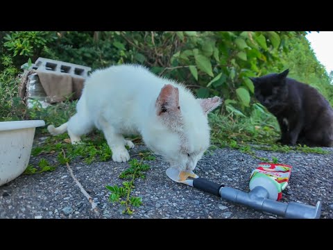 近寄ると逃げる白猫たち…ちゅーるで距離を縮めてみると(YouTube)