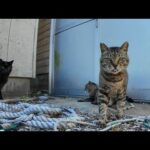 【隠れスポット発見】倉庫裏でくつろぐ猫たちにちゅーるを差し入れしたら…！？(YouTube)